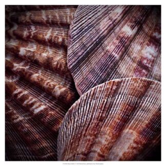 Macro Shells V