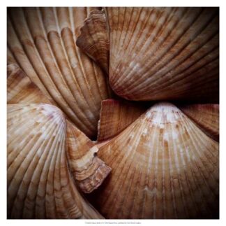 Macro Shells VI