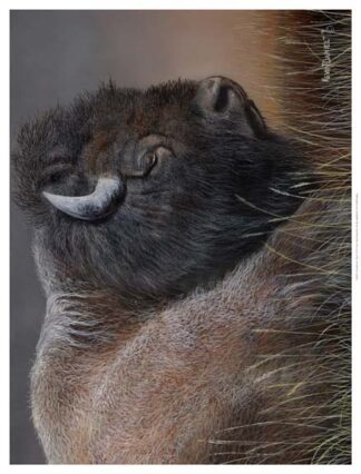 American Icon- Bison