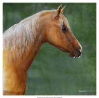 Palomino