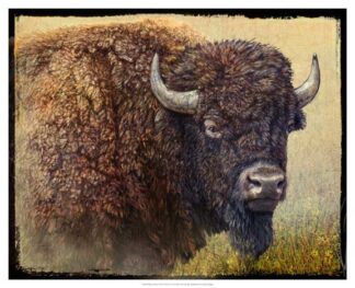 Bison Portrait I