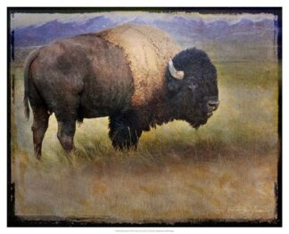Bison Portrait II