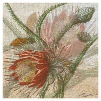 Desert Botanicals II