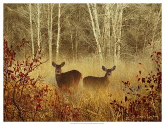 Foggy Deer