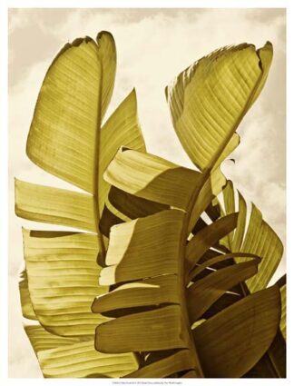 Palm Fronds III