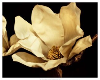 Buttercream Magnolia I