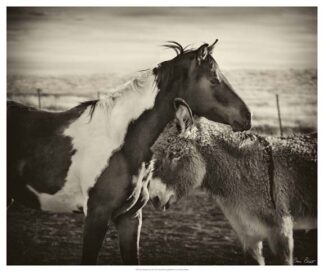 Kissing Horses II
