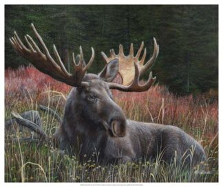 Recumbent Moose