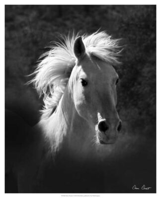 Horse Portrait V