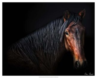 Horse Portrait VII