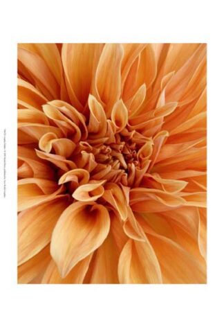 Graphic Dahlia I