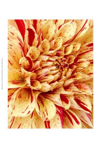 Graphic Dahlia III