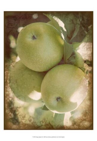 Vintage Apples III