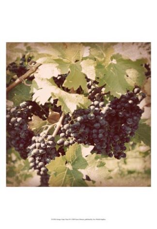 Vintage Grape Vines II