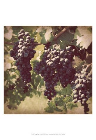 Vintage Grape Vines III