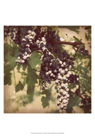 Vintage Grape Vines IV