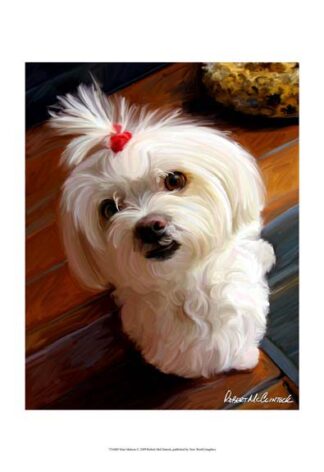 Mini Maltese