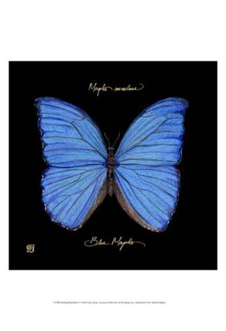 Striking Butterfly I