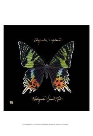 Striking Butterfly II