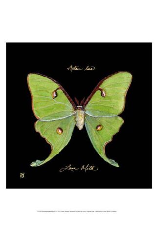 Striking Butterfly IV