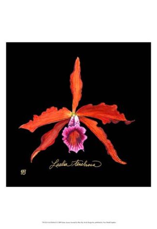 Vivid Orchid II