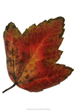 Leaf Inflorescence I