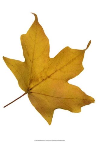 Leaf Inflorescence II