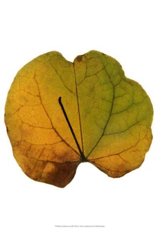 Leaf Inflorescence III