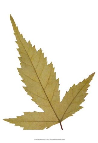 Leaf Inflorescence IV