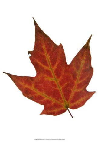 Leaf Inflorescence V