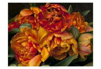 Old World Tulips II