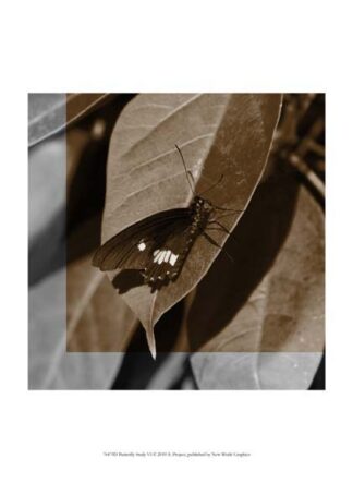Butterfly Study VI