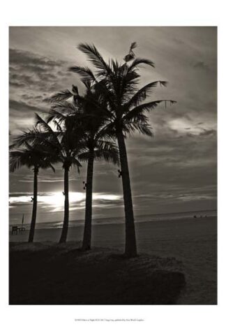 Palms at Night III