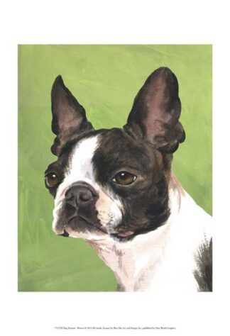 Dog Portrait-Boston