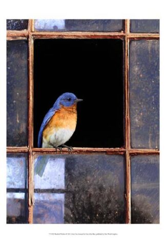 Bluebird Window