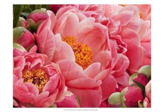 Coral Peonies II