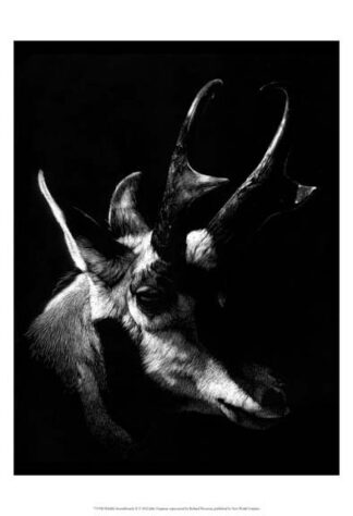 Wildlife Scratchboards II