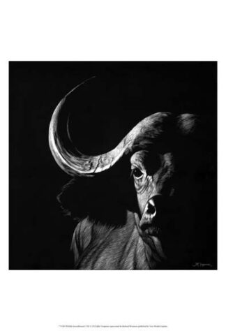 Wildlife Scratchboards VIII