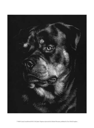 Canine Scratchboard XII