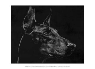 Canine Scratchboard XVI
