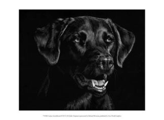 Canine Scratchboard XVII