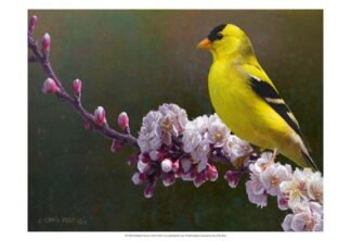 Goldfinch Flowers