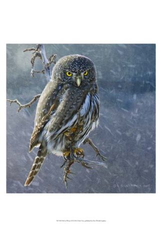 Owl in Winter II