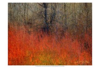 Red Grass II