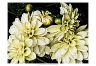 Lemon Dahlias I