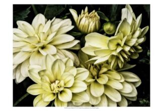 Lemon Dahlias II