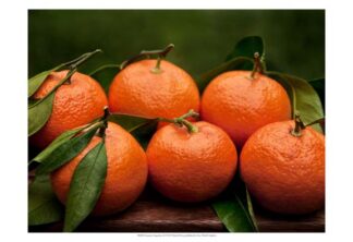 Satsuma Tangerines II