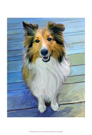 Sheltie the Eyes Have it