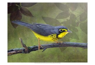 Canada Warbler