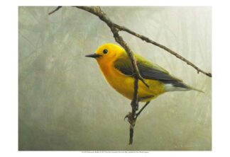 Prothonotary Warbler
